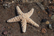 Photo: Starfish. Starfish.
