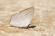 Butterfly(Toothed Sunbeam)