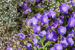 Flowers bluebells in the forest