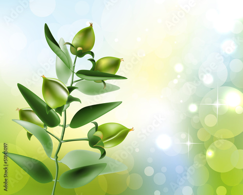 Vector: Vector illustration of Jojoba Vector illustration of Jojoba
