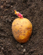 Photo: Planting of a germinated potatoes on a bio garden. Planting of a germinated potatoes on a bio garden.