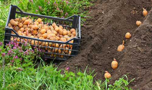 Photo: Planting of potatoes on a bio garden. Seasonal work. Planting of potatoes on a bio garden. Seasonal work.