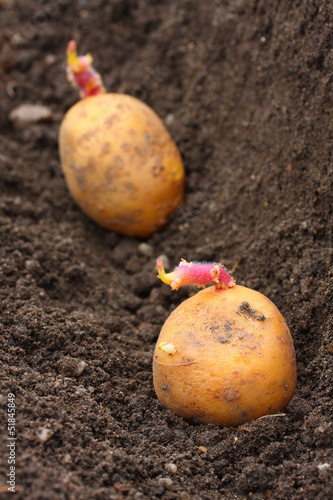 Photo: Planting of potatoes. Planting of potatoes.