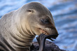 Galapagos-Seelöwe 3