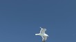 Möve im Flug