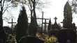 graveyard cemetery monuments cross thuja plant flower bright sky
