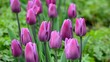 Lilafarbene Tulpen