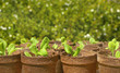 Gardening - Pots of Seedlings