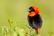 Photo: Red bishop sitting on grass Red bishop sitting on grass