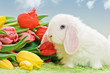 white baby rabbit with flowers
