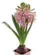 Foto: pink hyacinth pink hyacinth