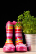 gardening time tools isolated on black