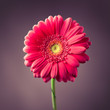 pink gerbera flower on purple background