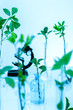 Experimenting with flora in laboratory.