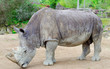 Rhinoceros