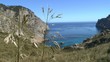 Gewächs vor der Bucht von Cala Figuera, Mallorca