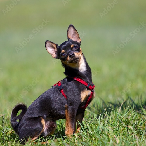 Photo: Sitzender Zwergpinscher Sitzender Zwergpinscher