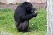 Chimpanzee (Pan Troglodytes) browsing a package