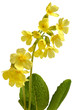 Photo: Schlüsselblume Schlüsselblume
