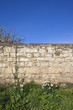 Photo: garden wall in spring garden wall in spring
