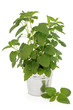 Lemon Balm Plant