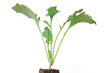 Kohlrabi Setzling