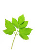 Giersch (Aegopodium podagraria)