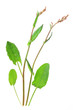 Sauerampfer (Rumex acetosa)