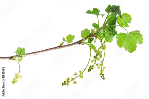 Photo: Rote Johannisbeere (Ribes rubrum) Rote Johannisbeere (Ribes rubrum)