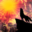 wolf in silhouette howling to the full moon