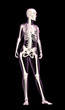 3D medical female with skeletong