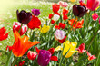 colored tulip