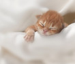 Photo: kitten kitten