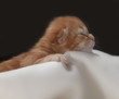 Foto: kitten kitten