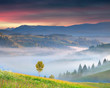 Foto: Foggy summer sunrise in the mountains Foggy summer sunrise in the mountains