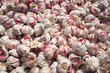 Photo: Garlic bulbs Garlic bulbs