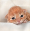 Photo: kitten kitten