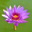 Purple lotus flower