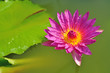 pink lotus flower