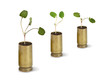 Sapling growing from shell