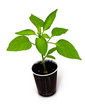 young paprika plant