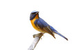 Hill blue flycatcher Cyornis banyumas male