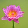 pink lotus flower