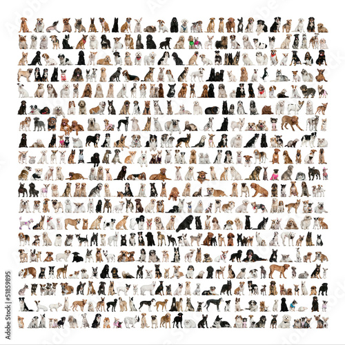 Photo: Large group of dog breeds in front of a white background Large group of dog breeds in front of a white background