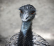 Photo: Portrait of bird emu (Dromaius novaehollandiae) Portrait of bird emu (Dromaius novaehollandiae)