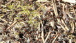European red wood ant (Formica rufa)