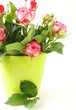 Photo: pink roses on a white background pink roses on a white background