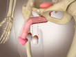 3D Rendering Intestinal internal organ