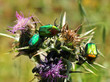 Foto : insect life insect life