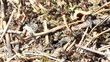 European red wood ant (Formica rufa)